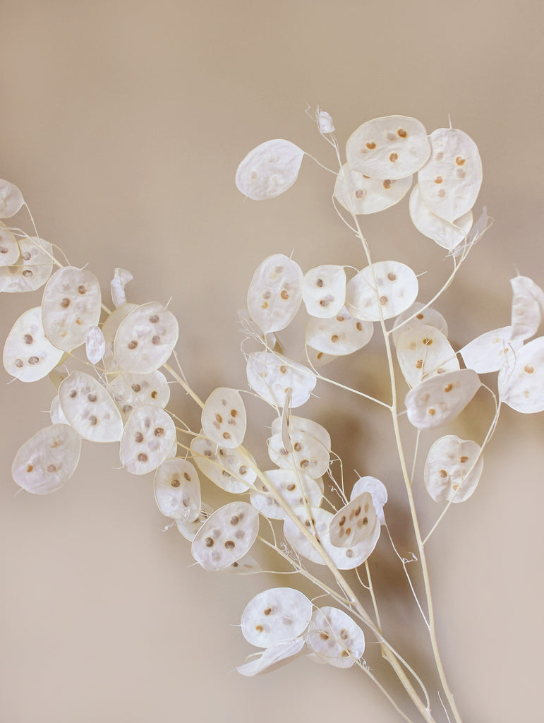 Gedroogde bos Lunaria - wit - droogbloemen - flowers to stay