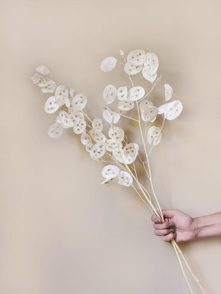 Droogbloemen Lunaria gedroogde judaspenning - flowers to stay