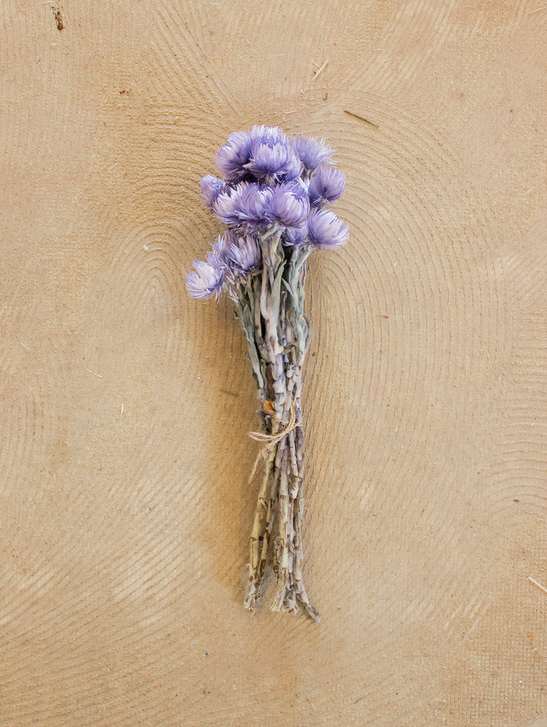 Droogbloemen lavendelkleurige Cape flower
