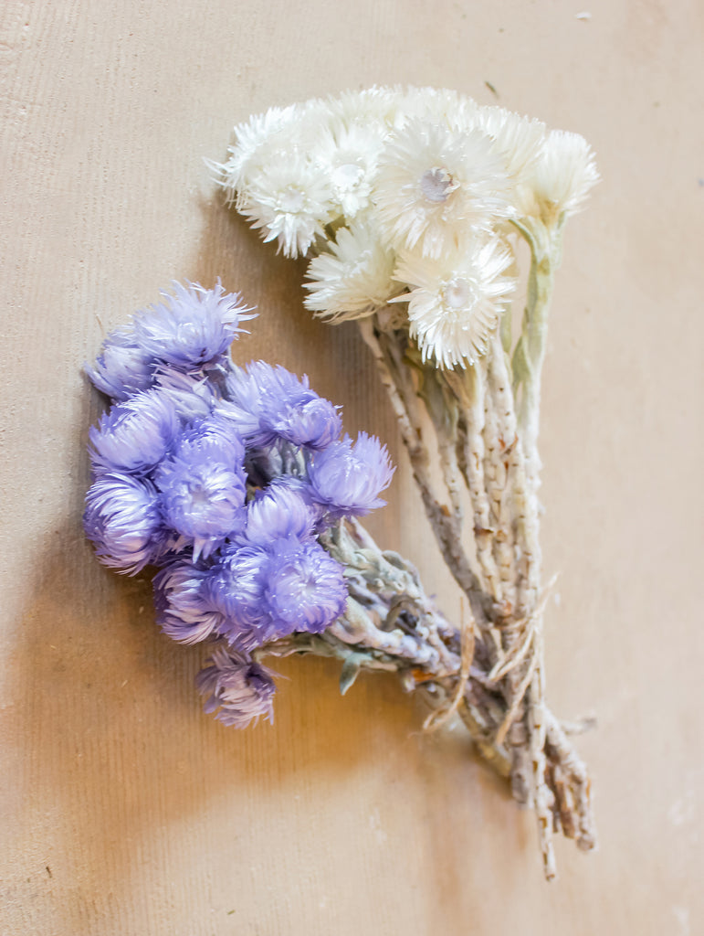 Droogbloemen lavendelkleurige Cape flower