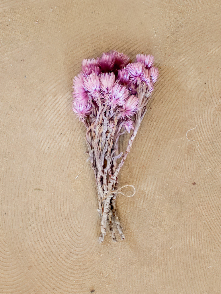 Droogbloemen Cape flower - lila