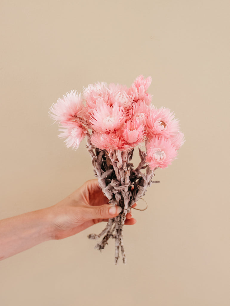 Droogbloemen roze Cape flower