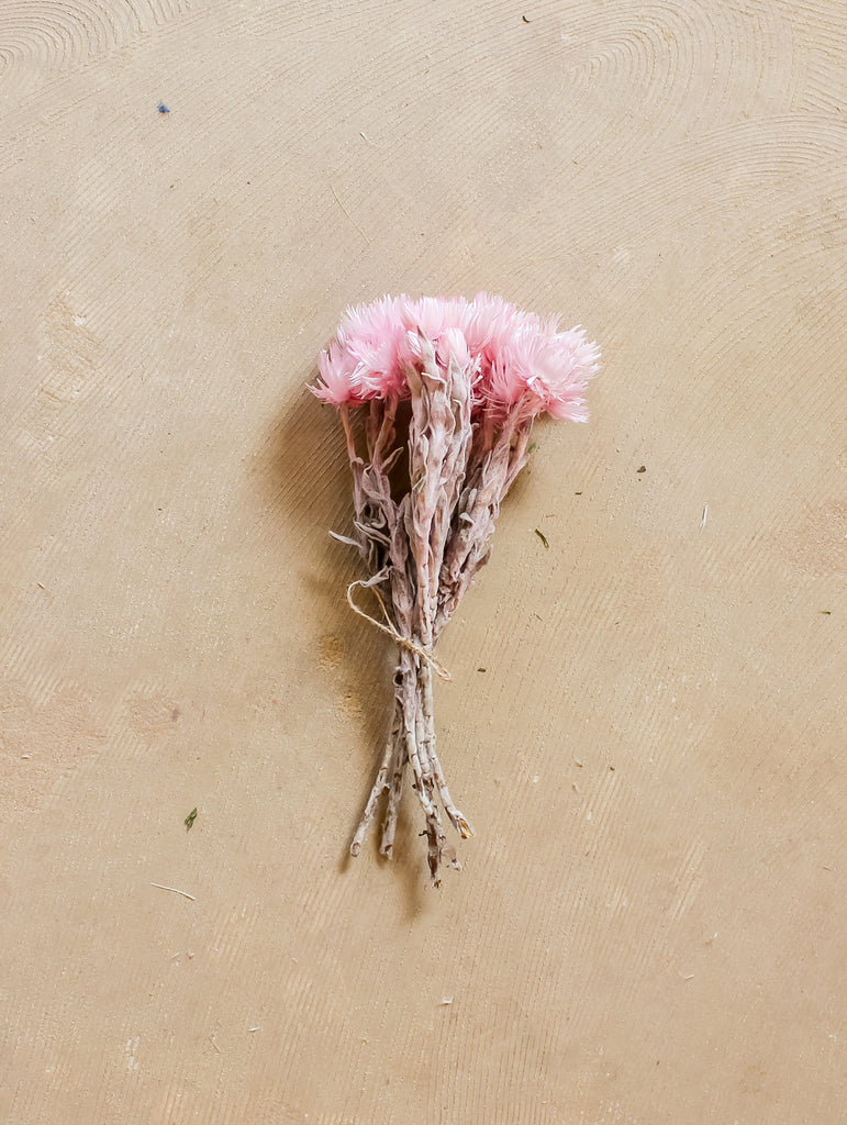Droogbloemen roze Cape flower