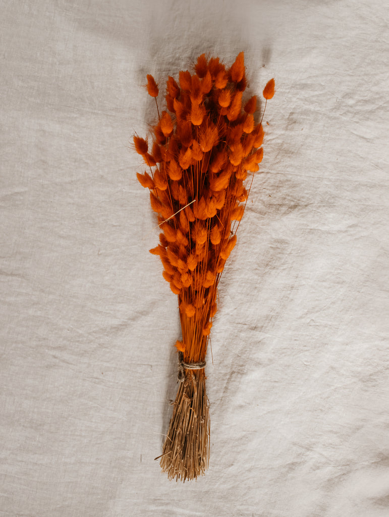 Gedroogde bos Lagurus Ovatus Oranje - Hazenstaart - Droogbloemen