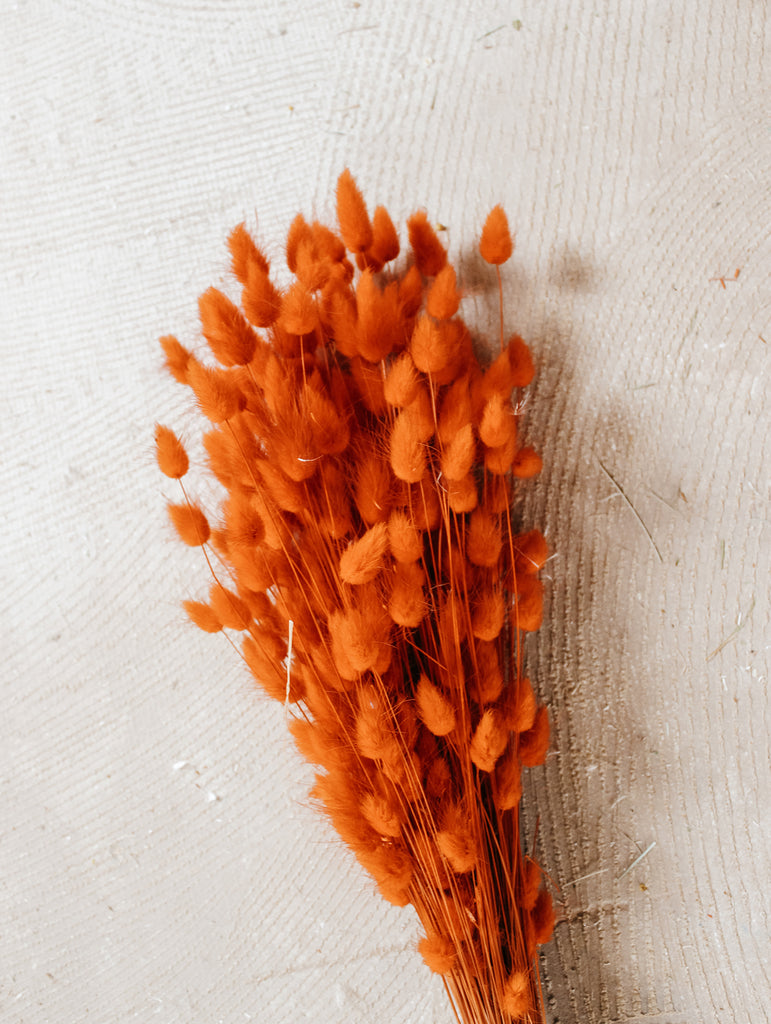 Gedroogde bos Lagurus Ovatus Oranje - Hazenstaart - Droogbloemen