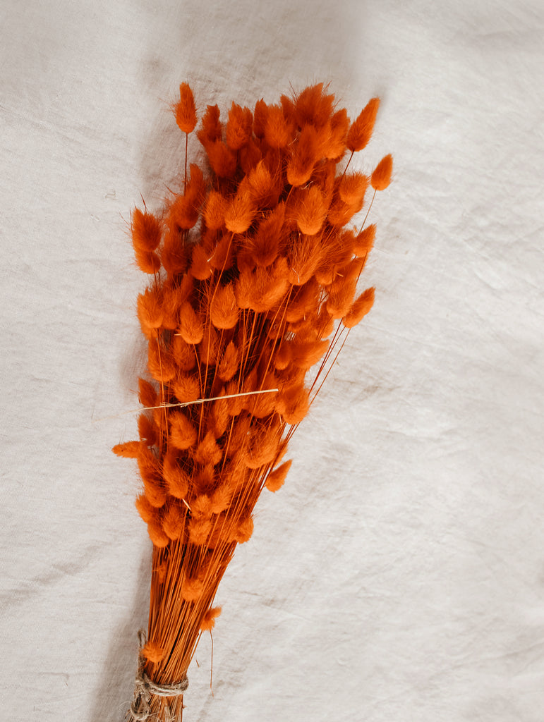 Gedroogde bos Lagurus Ovatus Oranje - Hazenstaart - Droogbloemen