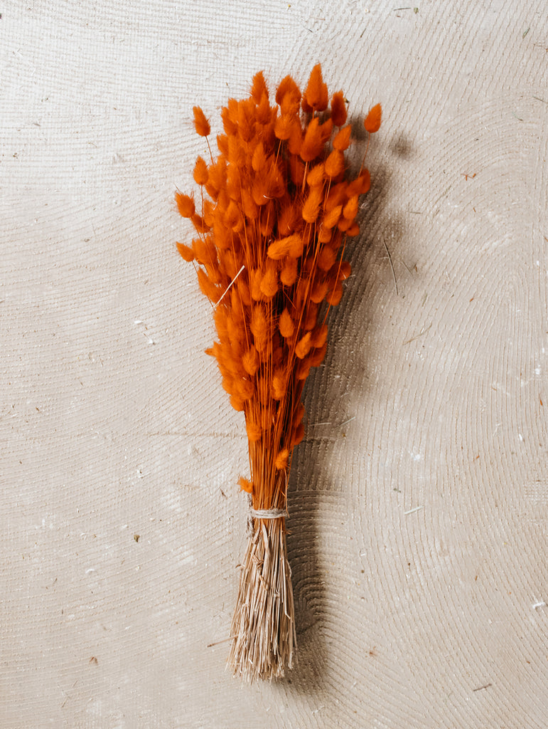 Gedroogde bos Lagurus Ovatus Oranje - Hazenstaart - Droogbloemen