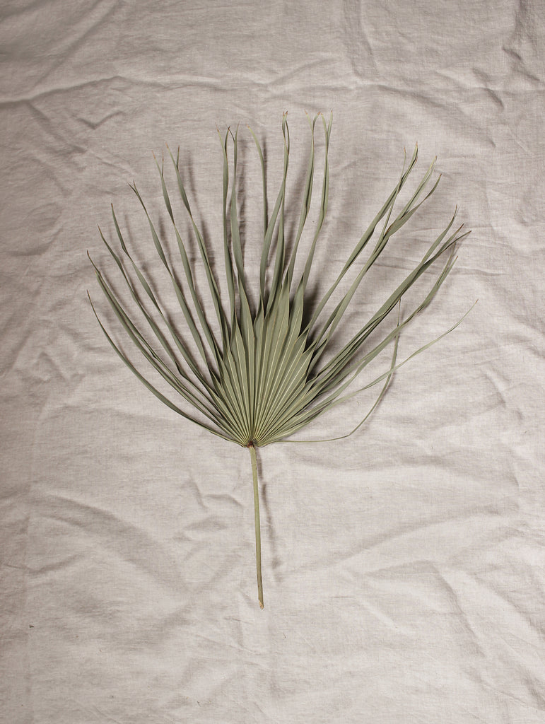Gedroogd palmblad waaier XL - naturel