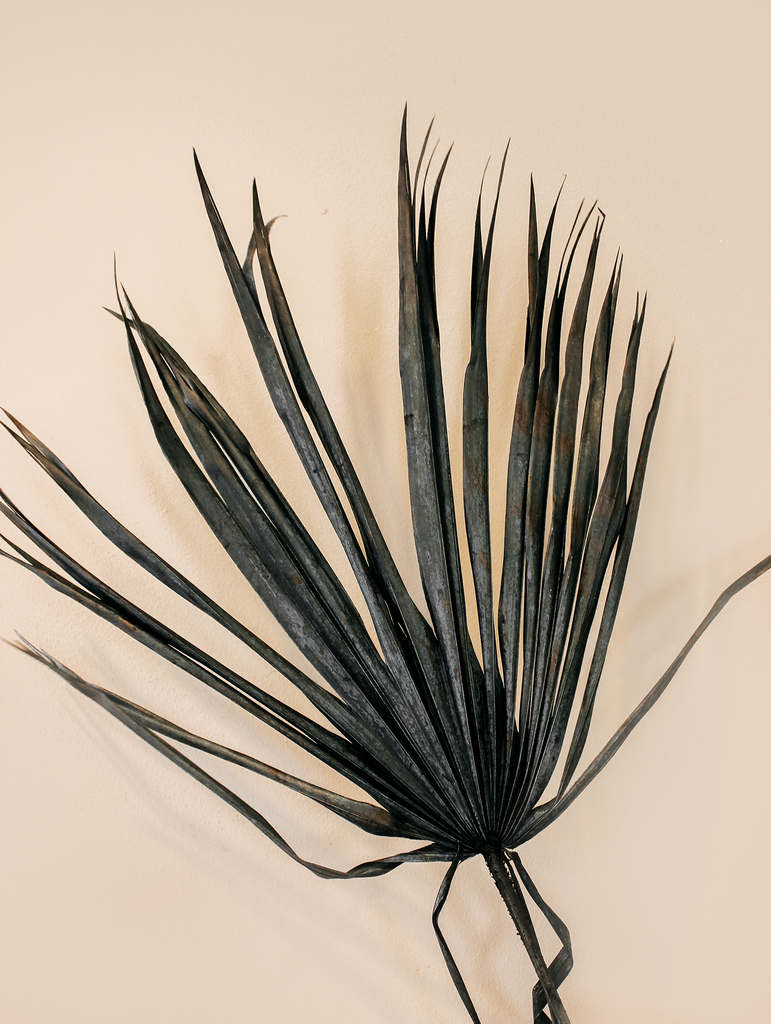 Gedroogd palmblad waaier XL - Zwart - Droogbloemen