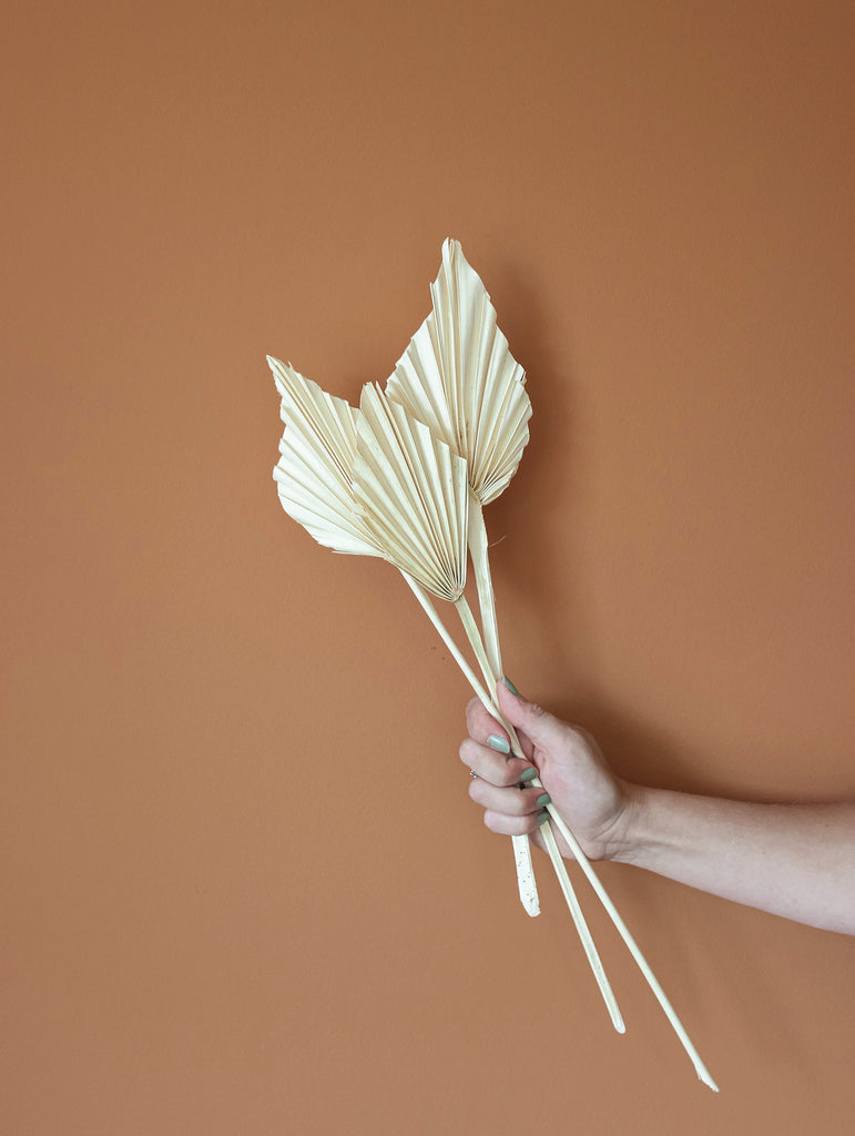 Gedroogde palmbladeren XS Gebleekt - Droogbloemen - Flowers to stay