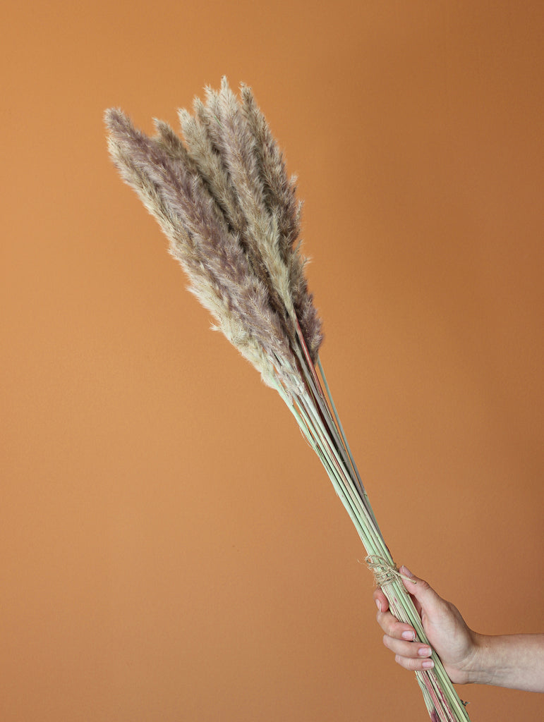 Gedroogde bos fluffy Pampasgras pluimen - naturel paars - Pampas pluimen naturel - Droogbloemen - Flowers to stay