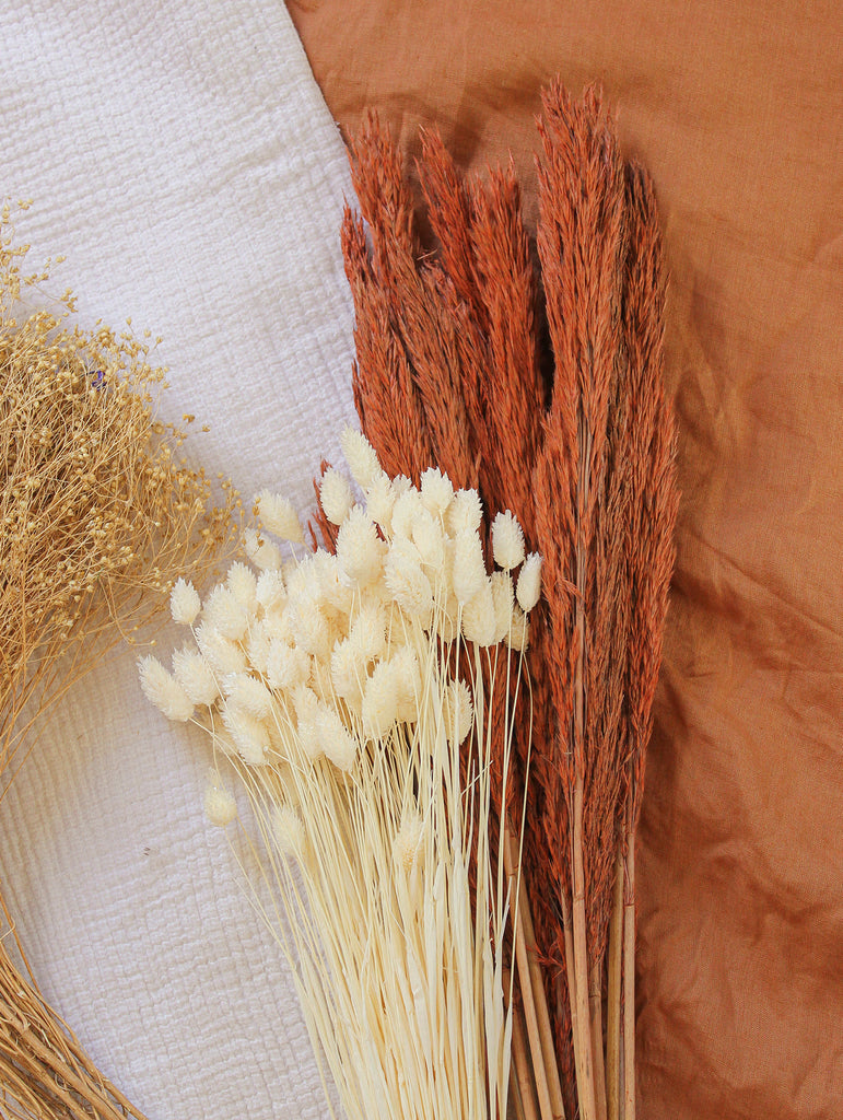 Gedroogde Bos Phalaris Gebleekt Wit - Droogbloemen