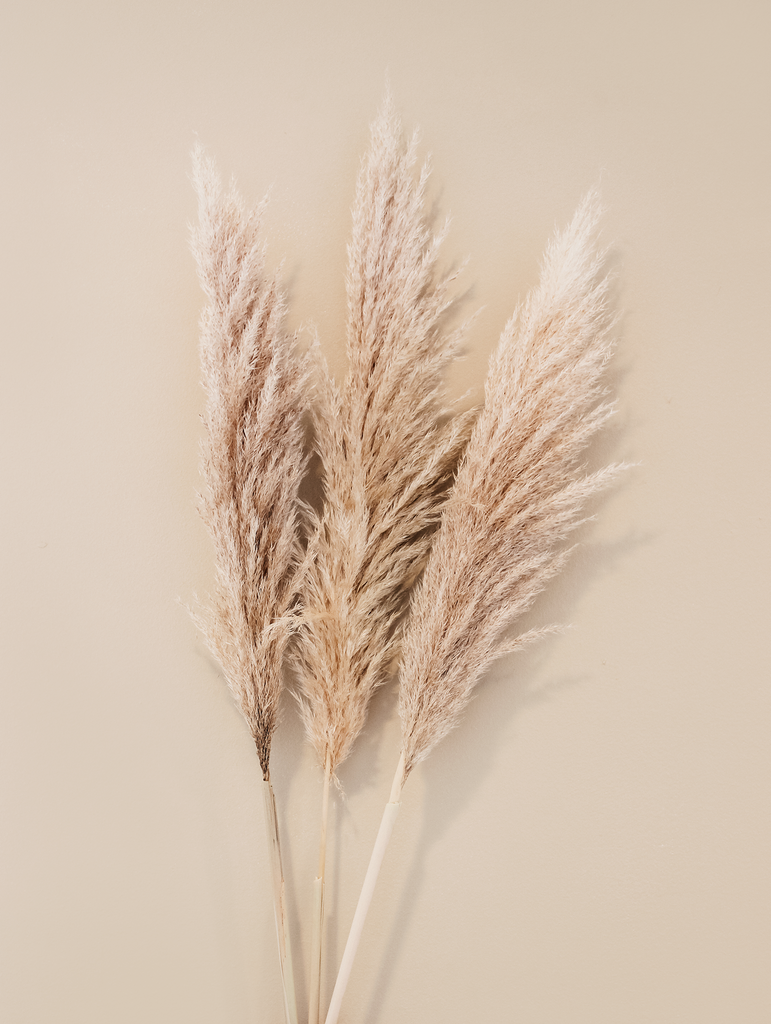 Gedroogde Pampas Pluimen XL Naturel - Droogbloemen - Flowers to stay