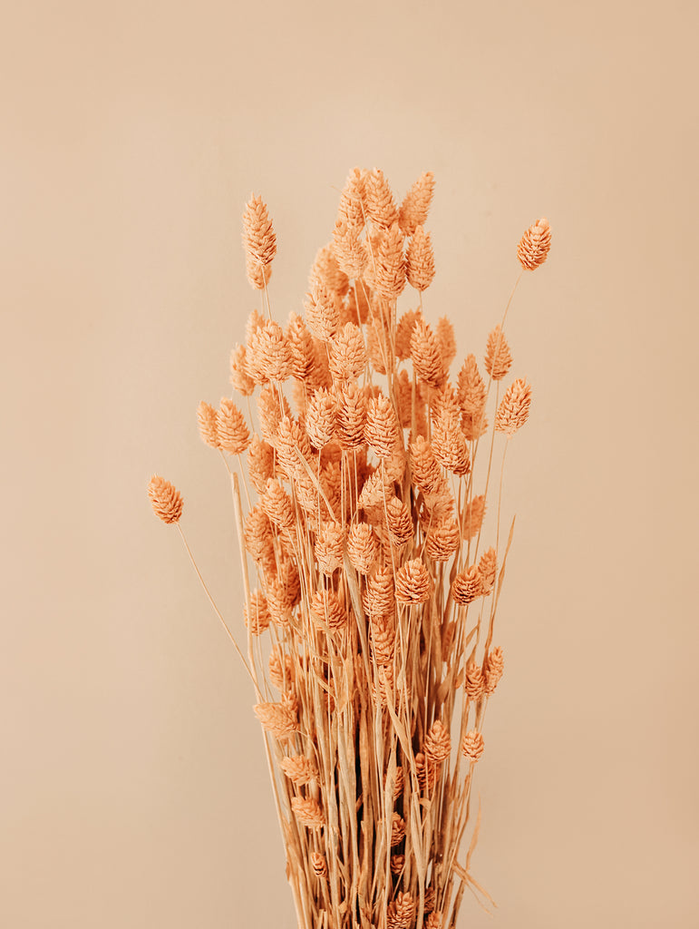 Gedroogde bos Phalaris Zalmroze - Droogbloemen