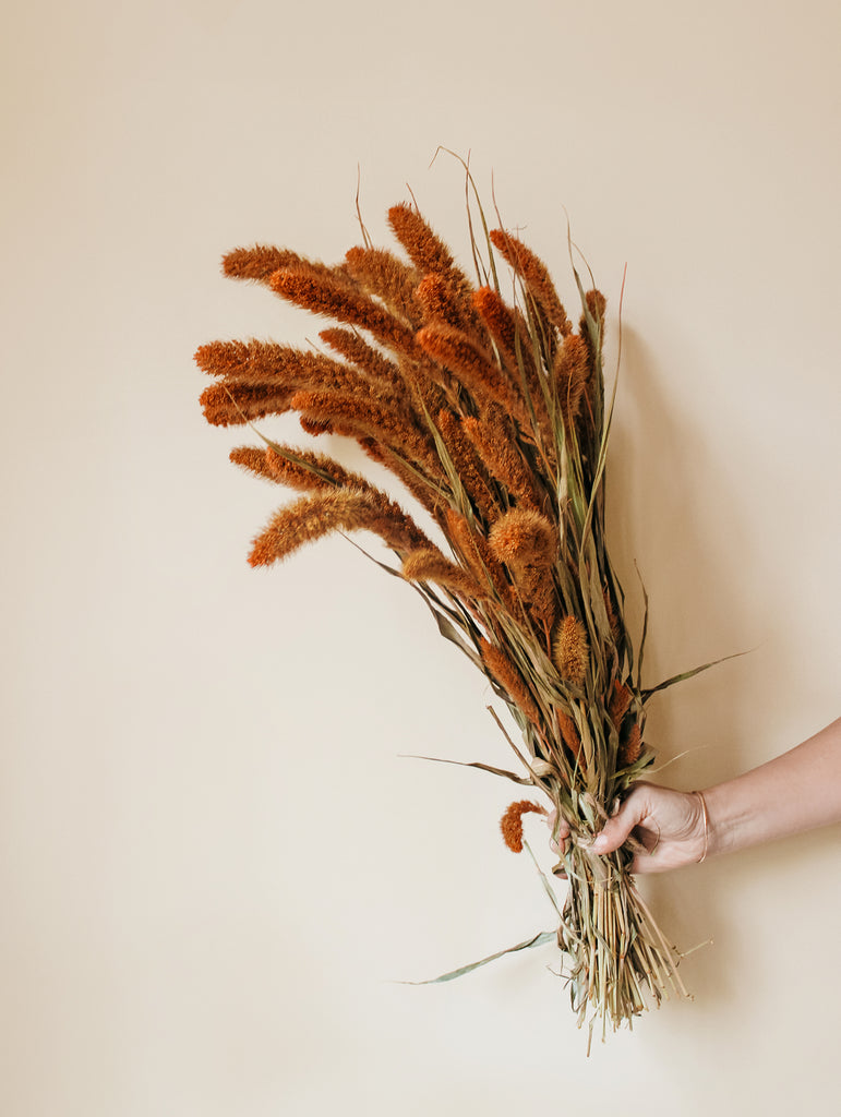 Gedroogde Bos Setaria Terracotta / Oranje - Droogbloemen