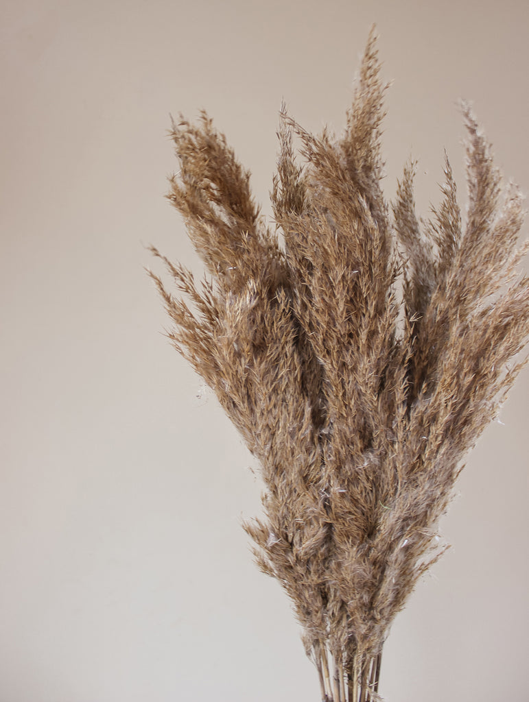 Pampas Pluimen - Droogbloemen Boeket Pampasgras Gedroogd Naturel - Flowers to stay - FTS Atelier