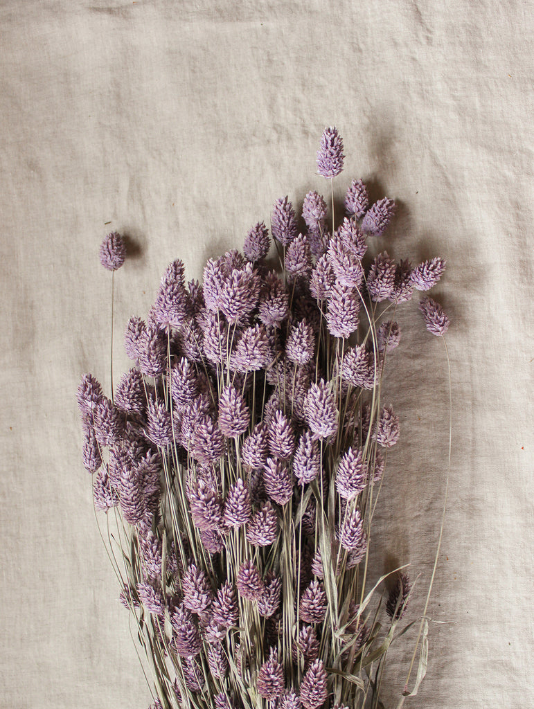 Gedroogde bos Phalaris - lila paars - droogbloemen online - fts atelier - flowers to stay details
