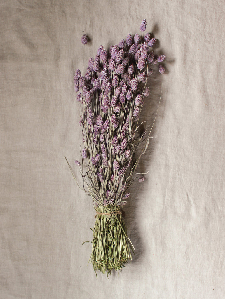 Gedroogde bos Phalaris - paars lila - droogbloemen online - fts atelier - flowers to stay 