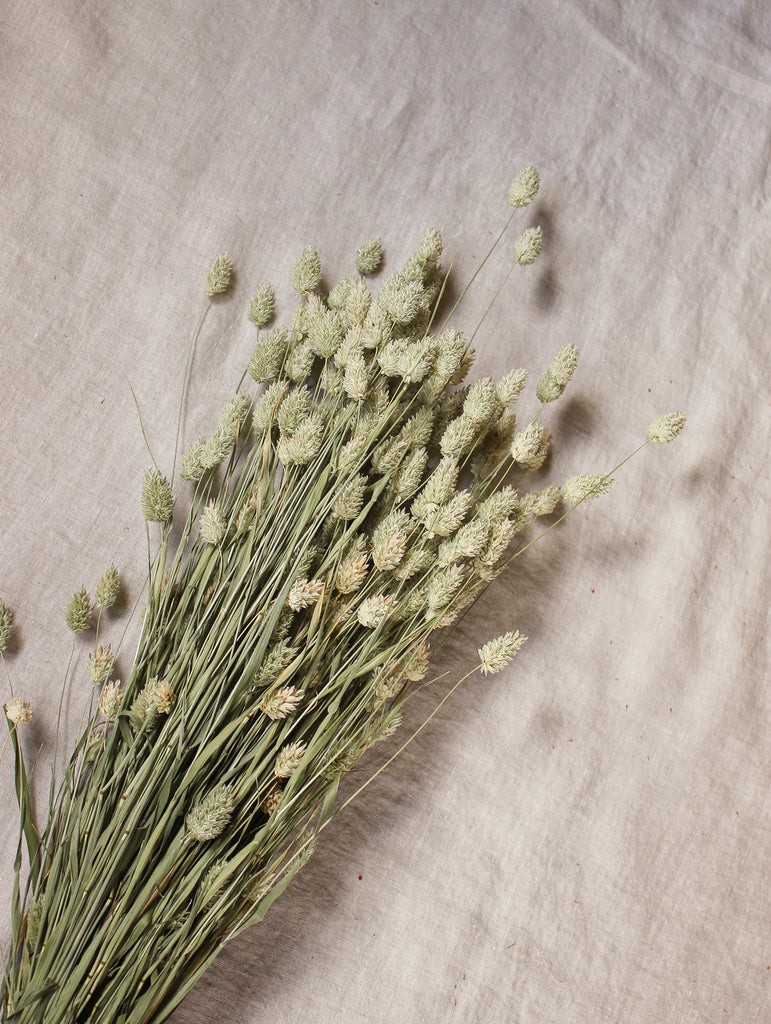 Gedroogde bos Phalaris - naturel - droogbloemen online - fts atelier - flowers to stay details