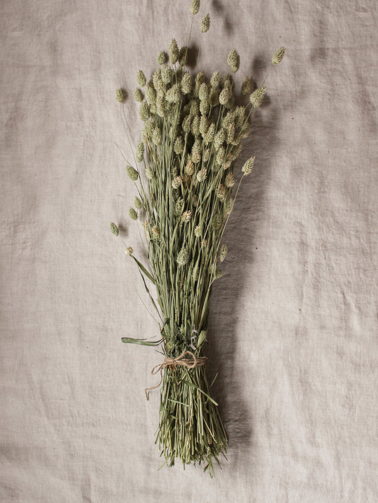 Gedroogde bos Phalaris - naturel - droogbloemen online - fts atelier - flowers to stay